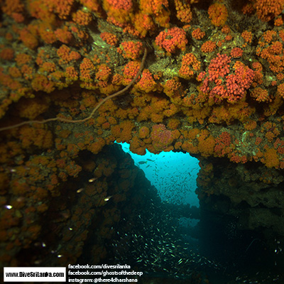 Colombo Pecheur Breton - Coral